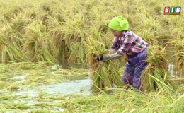 Khắc phục ngập úng, bảo vệ sản xuất nông nghiệp