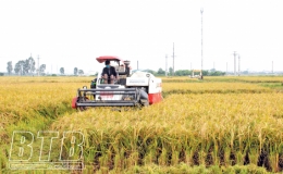 Khẩn trương thu hoạch lúa mùa, bảo vệ cây màu vụ đông