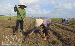 Kiến Xương: Đẩy mạnh tuyên truyền để mở rộng diện tích cây vụ đông
