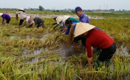 Kiến Xương thu hoạch trên 70% diện tích lúa mùa