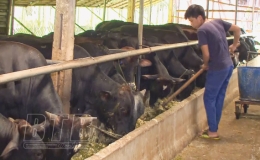 Làm giàu từ chăn nuôi bò