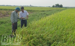 Liên kết sản xuất lúa giống ở Vũ Hòa