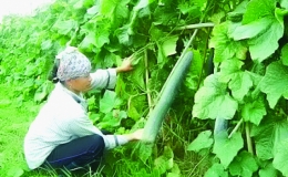 Lưu ý trồng và chăm sóc cây bí xanh, bí đỏ giai đoạn đầu vụ đông 2020