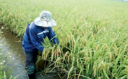 Nỗ lực xóa ruộng hoang