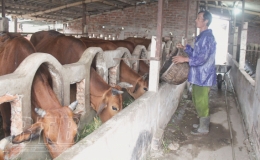 Phát triển đàn trâu, bò thương phẩm theo chuỗi liên kết