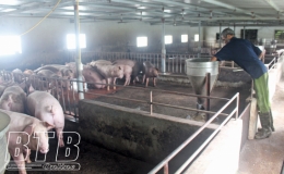 Quyết liệt phòng, chống bệnh dịch tả lợn châu Phi tái phát và lây lan