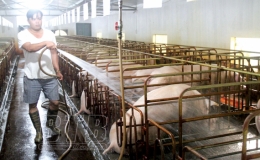 Quỳnh Phụ tập trung phòng, chống bệnh dịch tả lợn châu Phi