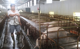 Quỳnh Phụ tập trung phòng, chống bệnh
dịch tả lợn châu Phi tái phát