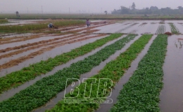 Thái Thuỵ: Chủ động tiêu úng bảo vệ sản xuất nông nghiệp