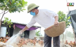Thái Thụy: Quyết liệt phòng, chống dịch bệnh cho đàn gia súc, gia cầm