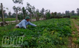 Thái Thụy thu hoạch xong lúa mùa