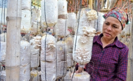 Thu nhập cao từ trồng nấm