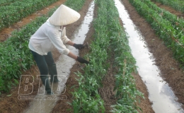 Tiến độ gieo trồng cây vụ đông chậm hơn cùng kỳ năm 2019