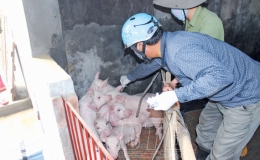 Tiền Hải chủ động phòng, chống dịch bệnh cho đàn vật nuôi