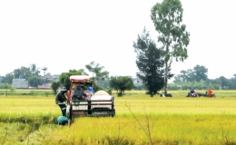 Tiền Hải thu hoạch lúa mùa, gieo trồng cây vụ đông