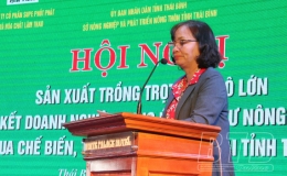 Toàn tỉnh có khoảng 50 tổ chức, cá nhân tích tụ từ 10ha trở lên