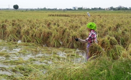 Trên 3.000ha lúa và gần 6.000ha cây màu vụ đông bị ảnh hưởng do mưa lớn