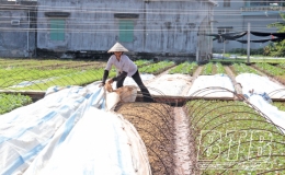 Về Điệp Nông xem nông dân “bới đất” kiếm tiền