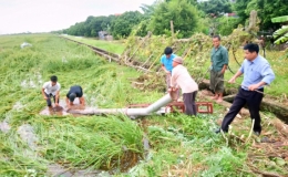 Vũ Thư bảo vệ an toàn 158,7 ha lúa nếp bể khỏi ngập úng