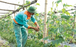 Vũ Thư đẩy nhanh tiến độ gieo trồng cây vụ đông ưa ấm