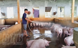 Vũ Thư: Quyết liệt ngăn ngừa bệnh dịch tả lợn châu Phi tái bùng phát