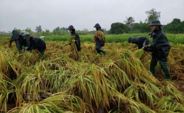Bộ đội Biên phòng: Giúp dân thu hoạch lúa