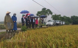 Đánh giá mô hình trình diễn gieo cấy lúa ST24 sử dụng phân bón nhả chậm