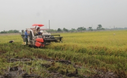 Gấp rút thu hoạch lúa mùa