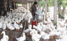 Hiệu quả mô hình chăn nuôi vịt thương phẩm giống cao sản