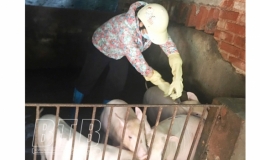 Kiến Xương: Hoàn thành trên 90% tiến độ tiêm phòng bệnh cho gia súc, gia cầm vụ thu đông