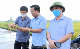 Năng suất lúa mùa của huyện Kiến Xương ước đạt 61,34 tạ/ha