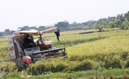 Nông dân Đông Hưng: Xuyên đêm gặt lúa