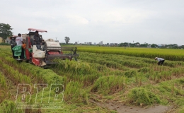 Quỳnh Phụ: Khẩn trương thu hoạch lúa mùa, trồng cây màu vụ đông