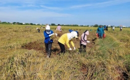  Tập trung khắc phục lúa, cây màu bị ảnh hưởng bởi mưa bão