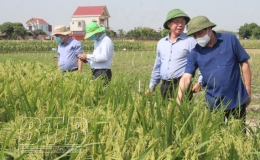Thứ trưởng Bộ Nông nghiệp và Phát triển nông thôn thăm mô hình khảo nghiệm một số giống lúa mới của ThaiBinh Seed