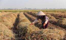 Thúc đẩy sản xuất vụ đông
