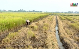 Đông Hưng: Đẩy nhanh tiến độ trồng cây vụ đông ưa ấm