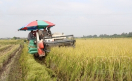 Đông Hưng: Tập trung thu hoạch nhanh gọn lúa mùa