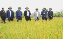Hiệu quả cánh đồng lớn cấy một giống lúa ở Tiền Hải