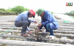 Hiệu quả nuôi hàu nước lợ