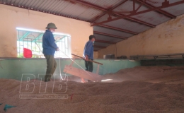 Hiệu quả từ liên kết chuỗi trong sản xuất lúa gạo ở Kiến Xương