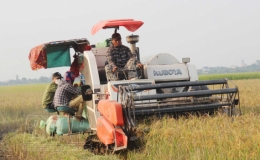 Hưng Hà: Thêm một mùa vàng bội thu