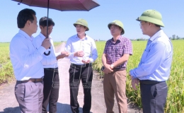 Kiến Xương: Năng suất lúa mùa năm 2022 ước đạt 60 tạ/ha