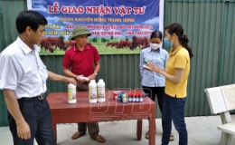 Nâng cao năng suất, giá trị trong chăn nuôi bò