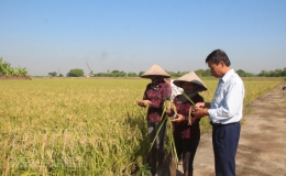 Nếp A Sào trên đồng đất Thụy Ninh