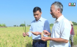 Nếp A Sào trên đồng đất Thụy Ninh
