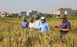 Nếp Tam Xuân hướng tới OCOP