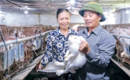 Nuôi “cục bông” di động thu lãi hàng trăm triệu đồng mỗi năm