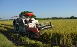 Quỳnh Phụ: Khẩn trương thu hoạch lúa mùa, trồng cây vụ đông