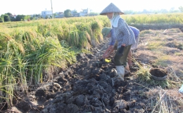 Thái Thụy: Phấn đấu gieo trồng 5.000ha cây màu vụ đông